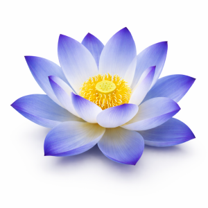 Blue Lotus Flower - Dried Herbal Flower
